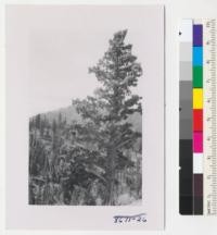 A Sierra Juniper, Juniperus occidentalis, near Highway 89, north of Hobart Mills. Metcalf. July 1952