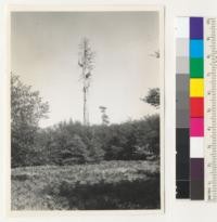 Redwood region. A huge and picturesque "skeleton" redwood east of coast highway, 5 miles north of Crescent City and south of Skeleton Park. 7-29-42 E. F