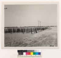 Fence post plot on University Farm at Davis. Foreground section contains cold soak treated posts. June 1950. Grah