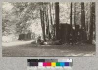 Redwood second-growth in Dimmock Memorial Park on the Navarro River which has been set aside as a camp ground by the Albion Lumber Company. The coast counties should have many of these forest areas for demonstration and recreation purposes