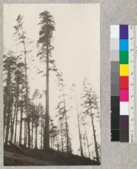 Redwood Utilization Study. Tree #905. E. F. September, 1928