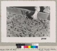 Close-up view of white fir seedlings in seedbed of Crouch Ranch, Monterey County. These seedlings are one growing season old. March 1950. Grah