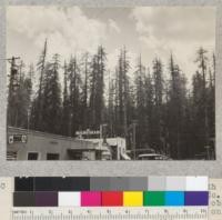 View of tops of trees in grove on south edge of Weott on Redwood Highway, Humboldt County, California. Taken for record and for later observation of changes in tops. This photo one of a series of four (#5528-31). 7-14-32, E.F