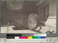 Rings from the stump of what was supposed to have been the largest Torrey pine (Pinus torreyana) in the world. Particulars of the growth of this tree not available at this time. April, 1918