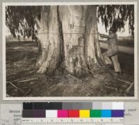 Manna Gum - Eucalyptus viminalis - The McCubbin tree near Reedley, California. February 1937. C. Kraebel. 89" diameter at breast height. [Handwritten addendum to caption:] 12/31 1941 - Girth: 23' 9"