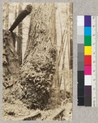 Burl on Redwood Sprout. There were 5 or more sprouts over 20" in diameter around the mother stump and all had burls. Mother stump also showed signs of having grown burls. Freshwater, Humboldt County, California. Mother stump 5' diameter. 8' hi. E. Fritz, June 1923