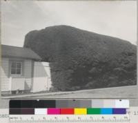 Monterey cypress hedge at Table Bluff Light Station near Eureka, California. 18' high, 30 years old(?). See also #6853-5. 9/8/40. E.F