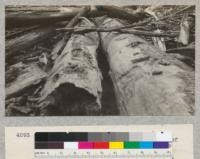 Redwood Utilization Study. Tree #1072. Tree #1072 felled to the right (south) of tree #1104. The picture shows the loss that may occur when two large logs lie close together over considerable debris. The holes burned into each vary from 4 to 6 inches deep. The bark had been stripped off partly in falling. E.F., March 20, 1929