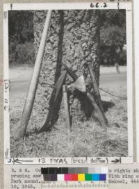 Cork stripping tools left to right: shod peavy bar, convex saw, Portuguese axe, pruning saw and hemlock bark spud. With ring of cork from 27" tree 33 yrs. Old. Kearny Park mound. Photos taken by Helen Mekeel, 444 Yale Avenue, Fresno 4, California, August 10, 1945