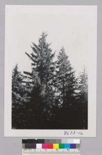 Cascade Head Experimental Forest, Oregon Coast. Tops of spruce left and hemlock right - 100 years. Timber being cut on a contract and hauled 75 miles by truck to Oregon City for pulp. Metcalf. October 1952