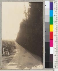 A younger, intermediate windbreak of Monterey Cypress running along the entrance road through the George C. Power ranch, Ventura County. This windbreak was put in to replace a row of Athel trees, Tamarix articulata, blown down in a severe winter storm about ten years ago. 1939. Metcalf