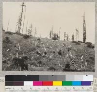 One of a series of 17 views (#5546-5563) in panorama (entire 360 degrees) of surrounding logged-off area, from stump 1045 on University of California experimental area of 1928-1930 in NW 1/4 NE 1/4 Sec. 1 T2S R2E. Photo at noon in bright sun. 7-7-32. E.F