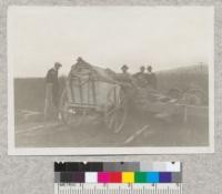 Tree digging machine at California Nursery Company, Niles, California, Fall, 1920