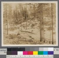 Verdi Lumber Company Sale - Long Valley Watershed. Tahoe National Forest, 1913. Jeffrey and Yellow Pine