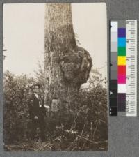 Large burl growth on a tanbark oak, Pasania densiflora, ridge above Gulch 23, Noyo River, Mendocino County, September 1918