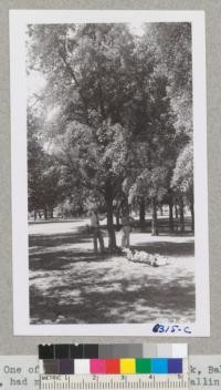 One of the trees at Central Park, Bakersfield, had mature acorns which were falling on September 10, but many of them showed split coats. Some small seedlings were found coming up in the lawn indicating former acorn crops of good quality. The trees are probably about 20 years old. 1942. Metcalf