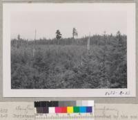 The 100-acre Christmas tree "farm of the Stohr boy" near Shelton, Washington. Metcalf. Sept. 1952