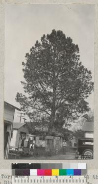 The large Torrey Pine (P. torreyana) at the headquarters of the State Division of Forestry, Orange. Is 2.55 ft. diameter at breast height and 72 ft. tall. May 1937. Metcalf