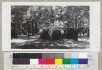 The 14-ft. stump of Sequoia gigantea at the north side of clearing at Whitaker's Forest shows that it was felled entirely with axes about 75 years ago. Dense young stand of cedar, sequoia and pine in background. Metcalf