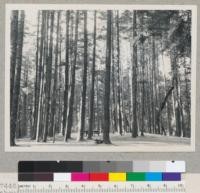 Howard Forest. University of California. Douglas fir about 90 years old. South of Willits, California. 9-2-49. E.F