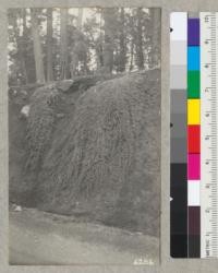 Ceanothus prostratus, Squaw Carpet. A beautiful cascade effect on the bank of a cut along the State Highway from Redding to Alturas. There are vigorous plants all through this area. March 1938. Metcalf