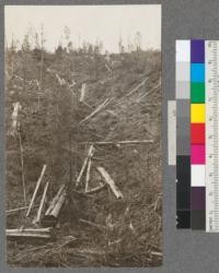 Redwood logging operation after felling and peeling but before burning. Note many small trees left--but all under 12" diameter at breast height. Tan oak and redwood and fir. Albion Lumber Company. Camp 15, Albion, California. April 1921. E.F