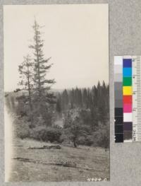 View from hillside at Howard Siggins' grave, over the nursery, Feather River Experiment Station