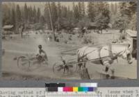 Showing method of handling lumber trucks (same when loaded). The truck is 2-wheeled, with a small third wheel for balance. Horse is harnessed to the limber, which in turn is coupled by a pole to the truck. In the Gray's Flat Yard of the Spanish Peak Lumber Company, Quincy, California. Aug. 1920. E.F