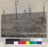 Grassland was furrowed with a plow fall of 1923 and is being planted to Norway and Jack Pine. May, 1924. Michigan