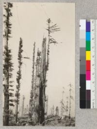 Redwood. An example of vitality. This tree stands near the position of the incline donkey engine west of the 1928-29 experimental area above Camp Grant. The tree is a snag and hollow, yet has a living tree on the right hand side growing out from a point far above the stump. October 1929, E.F