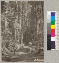 Virgin redwood on Soquel Creek, near Santa Cruz. Fall 1921