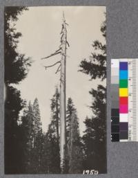 Big Tree snag near creek and plot 4. Whitaker's Forest, Tulare County. July, 1921. "Scenes and Trees"