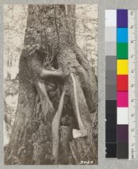 Network of roots of a Sitka spruce which grew from a seed dropped on top of a redwood stump. Penetration of the rotting sapwood and natural grafting of roots is shown. Near Plot I, Arcata Park, Humboldt County. April, 1925