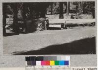 At the Tharp cabin in Giant Forest where Cattleman Tharp lived for 20 years and where John Muir was entertained. Metcalf. July, 1928