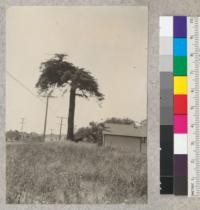 Umbrella-topped redwood tree at 1615 Myrtle Ave., Eureka, California. (Compare with photo taken about 1920, also #4828). About 55-60" diameter at breast height and about 50' high. 8-5-32, E.F