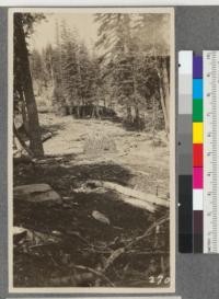 Red fir sale near Lake Tahoe. 1906