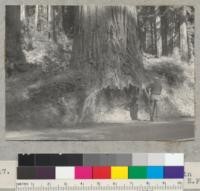 Redwood. The butt of tree #1682 shown in photo #6816. 7-1-40, E.F