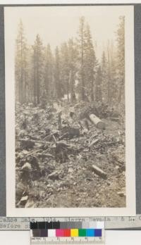 Tahoe Sale, 1914. Sierra Nevada Wood and Lumber Company. Before Brush piling