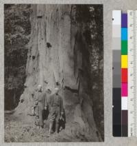 The 13-foot diameter at breast height (outside bark) tree at Hartsook, California. Southern edge of Humboldt County on Redwood Highway. Tree stands on slope, about 50 feet above the "flat". Note narrow grooves or furrows and wide unbroken bark plates. Tree exhibits slower growth characteristics than the 12-foot windfall of March 1933 in the nearby Richardson Grove. In photo Messrs. French and Chase. April 20, 1933. E.F