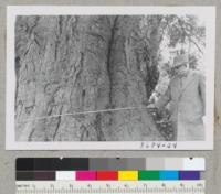 The big coast live oak near Saratoga with "Shorty" Morris. Metcalf. Dec. 1952