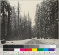 Snow in the Redwoods. About 10 miles south of Crescent City. 1/29/37. E.F