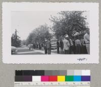 The Shade Tree Conference stops to view a street of Bauhinia purpurea trees (Butterfly trees) in full display of their lavendar flowers. Whittier, California. May 1952. Metcalf