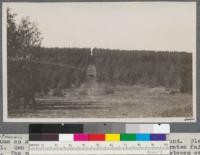 Gray gums on Brintnall Ranch with blue gums in background. Planting of 1911. San Luis Obispo County, California. Foreground illustrates fail places. The roadway is one of the 25-ft lanes left between every 10 acre block. This plantation has as well an east and west and a north and south fire break 100 feet in width. May, 1916