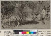 Merrill and growth of scrub oaks on bluffs near Prisoner's Harbor, Santa Cruz Island, Santa Barbara County. Patrol boat Cobra and pier shown in the background several hundred feet below. W. Metcalf - June 1931