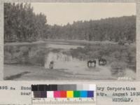 Eucalyptus grove of the Forestry Corporation near San Juan, San Benito County. August 1932. Metcalf