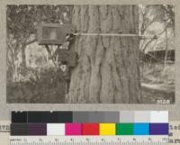 The dendrograph of Dr. McDougall mounted on the trunk of a Monterey Pine at the Coastal Laboratory, Carnegie Institute, Carmel. It records pulsations in diameter growth