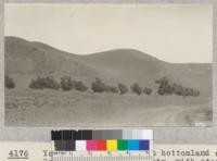 Young walnut orchard on bottomland at Berylwood, Ventura County, with steep hillsides farmed for beans. Some of the steepest of this country is being considered for forest plantation. It is really farmed at a loss now. Metcalf. June, 1927