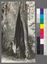 Large Hollow tree, at one time floored and used for housing farm wagon. Top broken off; hollow all the way up, sky visible thru top from the inside. About 200' off the new State Highway on Myers Ranch, now Myers Camp, Weott, California. Humboldt County, California. May 21, 1920. E. F