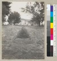 In center, the Sequoia gigantea planted by the forestry club as a Washington bicentennial tree in 1932. President's house in background. Photo from N.E. door of Giannini Hall. 11-16-35, E.F