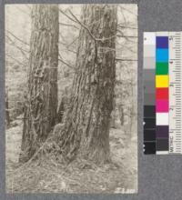 Secondgrowth Redwood Yield Study. North fork of Gualala - plot #6. A 33 inch tree known to be secondgrowth by bark texture and habit of branching. D. Bruce - Oct. 1922